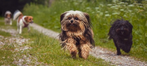 Tobende und laufende Hunde